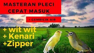 MASTERAN PLECI TERBARU  WIT WIT KENARI ZIPPER ‼️ DIJAMIN MUDAH MASUK