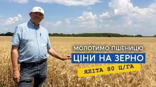 Жнива. Українська озима пшениця Яліта  80ц/га. Огляд м'яких та твердих сортів пшениці.Ціни на зерно.