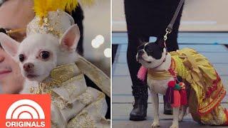 New York Pet Fashion Show's Most Stylish Animals | TODAY Originals