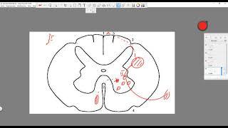 Внутреннее строение спинного мозга (medulla spinalis)