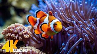 Aquarium 4K VIDEO (ULTRA HD)  Beautiful Coral Reef Fish - Relaxing Sleep Meditation Music #106