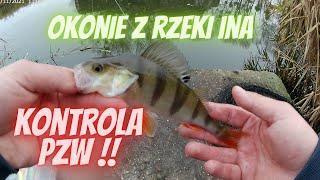 OKONIE Z RZEKI INA  |  KONTROLA PZW