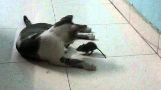 Rat Attacks Cat.MOV