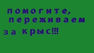 Какого цвета течка у крыс? Гастрономические предпочтения крыс