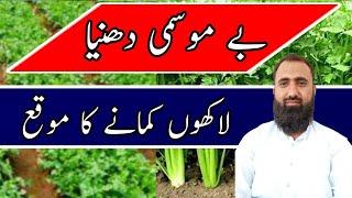 How to earn millions from coriander farming In Pakistan||Bilal Kanju Official