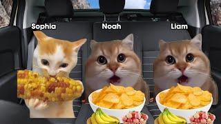 Cat Memes Family going to see movie INSIDE OUT 2