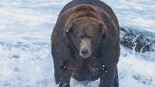 Winner crowned in Alaska for 'Fat Bear Week' contest