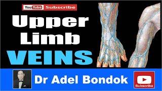 Upper Limb Veins, Dr Adel Bondok