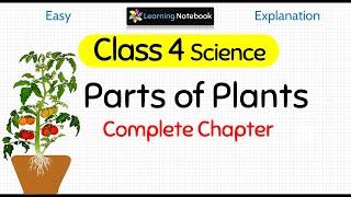 Class 4 Science Parts of Plants