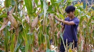 Harvest Corn｜This is the Golden Autumn This is Our Harvest. We Help Each Other and Reap Golden Corns