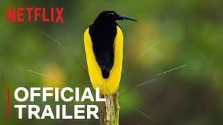 Dancing With The Birds   Official Trailer   Netflix