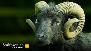 2 Rams Establish Dominance Ahead of Mating Season  Wild Tales from the Farm | Smithsonian Channel