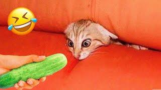 Funniest Animals 2023  New Funny Cats and Dogs  Part 13