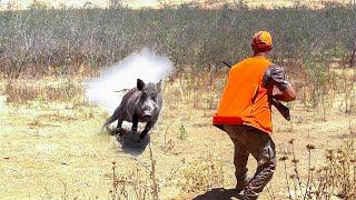 CHASSE SANGLIER AU MAROC - BEST WILD BOAR HUNTING (Domuz Avı)