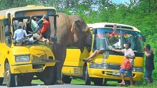 Dangerous elephants attack buses on the road #elephantattack