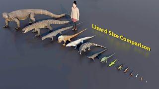 Big Lizard size comparison | 3D Animation #animation #animals