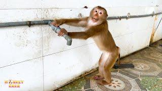 Monkey Kaka still doesn't forget how to turn on the faucet