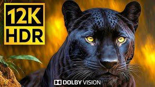 Get READY for the MOST IMMERSIVE Wildlife Experience in 12K HDR Video