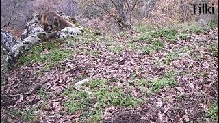 Balıkesir Sındırgı Yaban Hayatı Fotokapan Görüntüleri