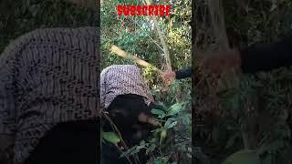 film wik wik di hutan