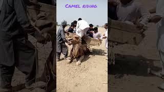 How does camel stands up? #shorts # camel standing #camel ki sawari#اونٹ کی سواری