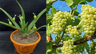 Simple methods grow grape tree with aloevera at home||A methods skills in onion 100% success results