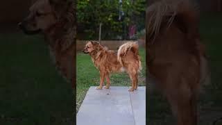 dog sad moment #shorts #best #nocopyright #viral