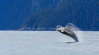 Whale Watching and Mendenhall Glacier Combo Tour from Juneau