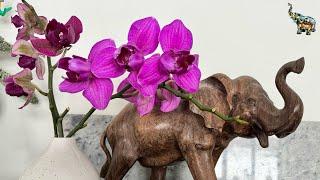 #Распаковка new орхидей #пелорик и #трилипс #phal #orchid #орхомания