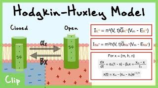 Hodgkin-Huxley Model of Voltage-Gated Channels Explained (Gating Variables n, m, h) | Clip