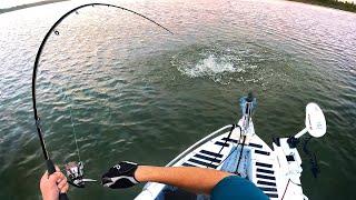 Huge Dusky Flathead in the Shallows