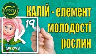 Калій і живлення рослин: функції, дефіцит, добрива