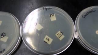 Disc diffusion assay test of penicillin against Bacillus subtilis