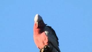 Nikon P900 Coolpix ultrazoom world record 166x Digital Zoom of Galah Bird in Tree