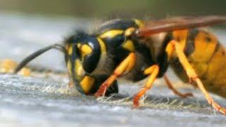 Facts About Bees  - Secret Nature | Bee Documentary | Natural History Channel