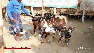 !!OMG!! village goat...ছাগল গুলো কি ভাবে ঘাস খাই ।।।।