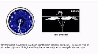 leaf movement