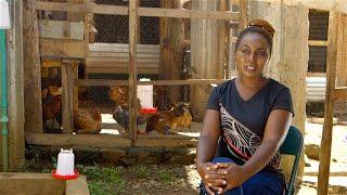 Shamba Shape Up Series 14 – Episode 10:Chicken, Dairy Breeding, Milk Quality and Pesticides(English)