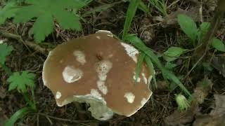 КАК РАСТЁТ БЕЛЫЙ ГРИБ? Посуточное наблюдение за ростом гриба.HOW DOES A WHITE MUSHROOM GROW?