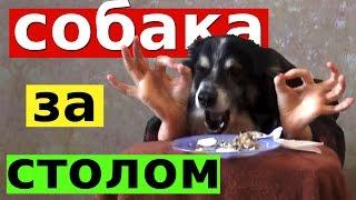 Собака ест руками за столом