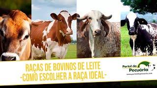 Raças de bovinos de leite - Como escolher a raça ideal