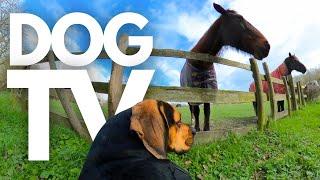 GoPro DogTV | Your Dog's 5hr Calming Virtual Dog Walk Through The Beautiful Countryside  Dog POV