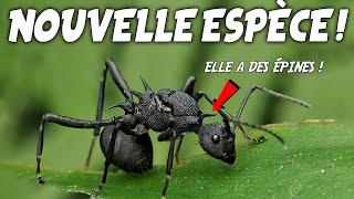 FOURMI ÉPINEUSE - Ma nouvelle fourmi tisserande ! (Polyrhachis armata)