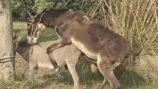 African Donkey Making Sex