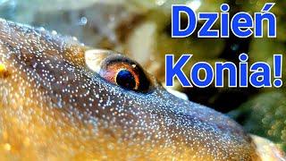 Dzień Konia! Niesamowity dzień z Method Feeder na PZW