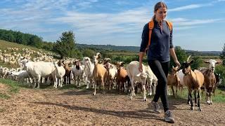 Shepherd Girl's Life: Herding Sheep, Embracing Nature - How Does She Live?