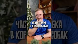 Частая ошибка в кормлении собак