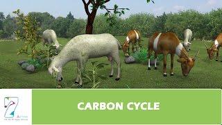 CARBON CYCLE