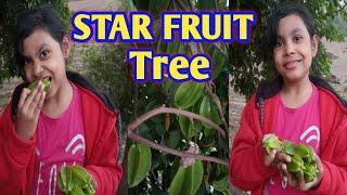 The STAR FRUIT tree / Star fruit / Amazing Aarlin /