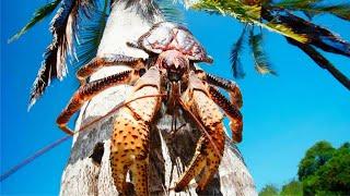 Кокосовый краб | Coconut crab